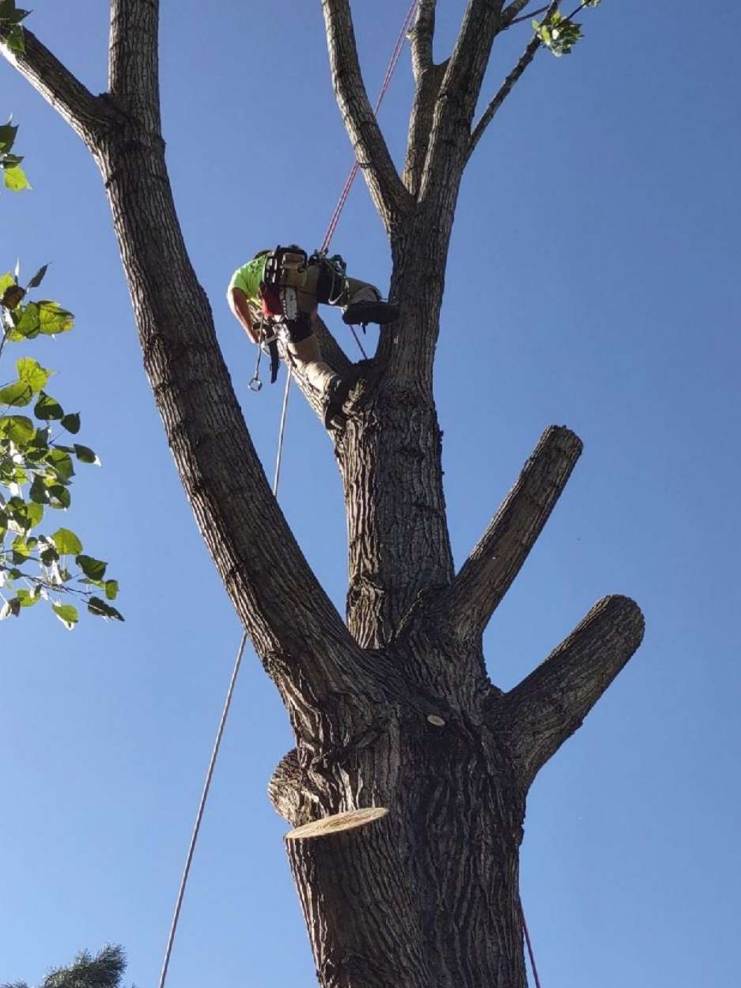 Local Tree Trimming And Care Services Reference: Tree Trimming Services In Pickerington Newark Millersport Oh Local Arborist